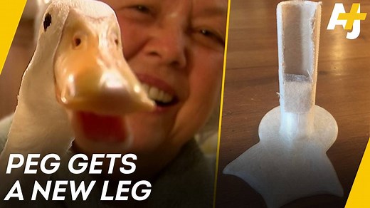 Meet Peg the duck and the eighth-graders who changed his life. | AJ