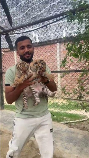 #TigerTV #Tiger #Wildlife #AnimalLovers #BigCats #Nature #AnimalVideos #WildlifeAdventure
