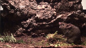 File:Male Alston's singing mouse (Scotinomys teguina) singing.ogv - Wikimedia Commons