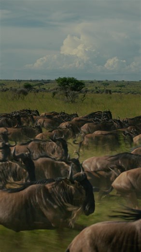 Ellis Huber on Instagram: "On the move! Graded with @tonelab.io One of the craziest dual op shot I ever did @serin_huber #tanzania #serengeti #drone #africa #documentary #cinema #8k #inspire3 #dji #safari"