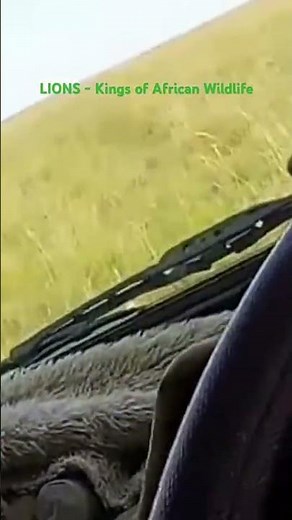 African Lion Pride Documentary | Explore their dynamics and their role in the African ecosystem.