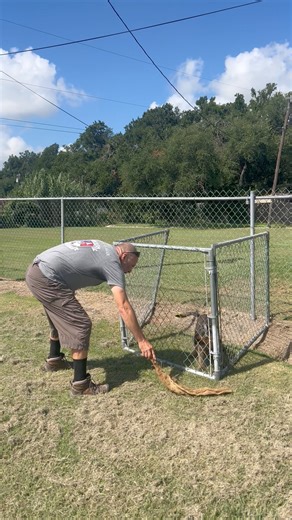 I always say genetics are 95% of it. This is puppies first time ever seeing anything like this. And this is how it should look. And no, I won’t have “work on drive or grips”. It’s already there. | Dave Kroyer- DKA TV