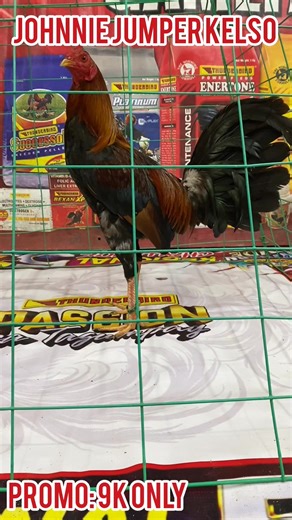 12K views · 231 reactions | CELZO BROTHERS GAMEFARM Requested Promo Broodstag - (9k) Bloodline: Johnnie Jumper Kelso Origin: Black Valley Gamefarm USA Line February Born WPC National Banded No Animals Harmed in the Making of this Video Strictly for Breeding Purposes Only. #PassionNatinTo | Mark Celzo | Facebook