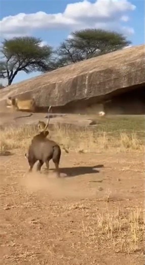 💢 #Monkey rides a boar, beats the drum... and scares the #lions away! #AnimalChaos #Cat #dog #funny