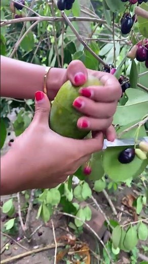 Mangga Madu #manggamadu