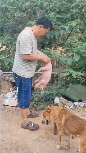 Piglet Castration: The Secret Behind High-Quality Pork Revealed! 👀