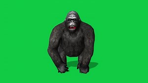 Download Gorilla running front view loop 3d animation isolated on green screen background for free