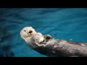 貝殻を叩きつけるラッコのナダ