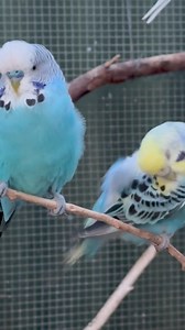 Budgies are the cutest 😍 Prove me wrong 😏 #accessibility video description: two light blue budgies are sitting on a thin swinging branch, preening each other, getting right into the fluffenchops. One stops a few times before the other gently hints at them to keep going. | Little Beaks