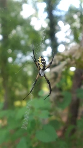 The Yellow Garden Spider 🕷️ Argiope aurantia Also known as the writing spider, is a large, super beneficial orb-weaver spider found in North and Central America. These cuties help control garden pests like flies, mosquitoes, and beetles. Females are large with distinctive yellow and black markings, while males are much smaller. They build large, circular webs with a distinctive zig-zag pattern called a stabilimentum, which may strengthen the web or help camouflage the spider. You can find these