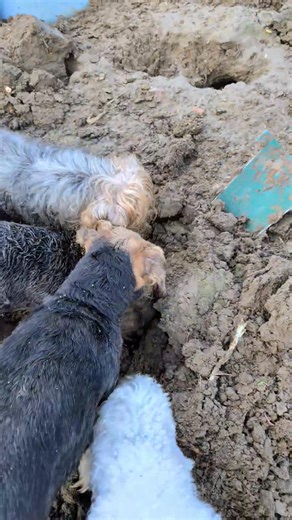 1.1M views · 11K reactions | ️ A satisfying dig! ️ Sometimes...