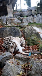 Carta che fruscia, curiosità alle stelle e tanta sorpresa 🎁🐾 Gli arricchimenti sono strumenti fondamentali per stimolare il comportamento naturale degli animali, mantenere la mente attiva e rendere le loro giornate sempre più interessanti… anche a Natale! Da tutti noi del Parco Faunistico Le Cornelle, un augurio speciale di Buon Natale 🎄✨ #lecornelle #bergamo #parcofaunisticolecornelle | Parco Faunistico "Le Cornelle"