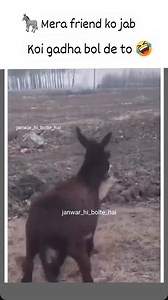 comedy video | Animal comedy