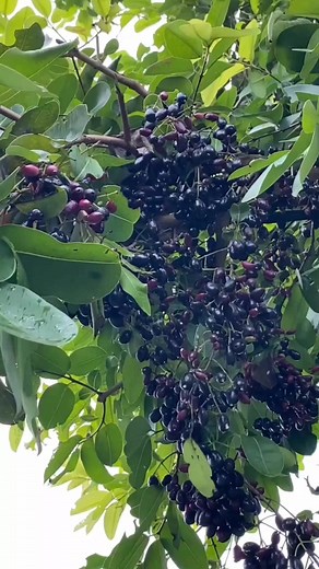 Kalau di daerah kamu namanya apa? #jamblang #juwet #duet #anggurjawa