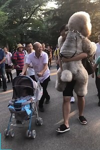 10M views · 436K reactions | Big dogs are always the biggest babies  | The Woof World | Facebook
