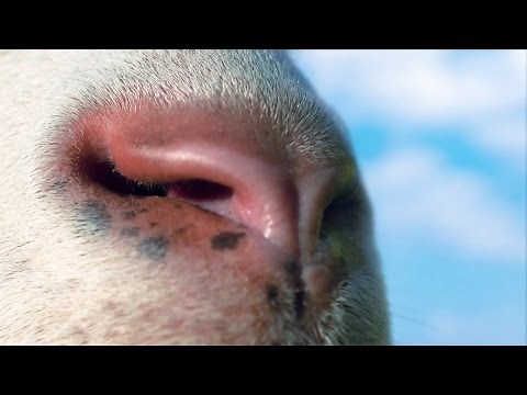 GOAT SIMULATOR - Live Action Trailer (Xbox One / Xbox 360)
