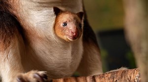 Rare tree kangaroo baby delights zoo visitors