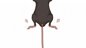 Murine Orchiectomy and Ovariectomy to Reduce Sex Hormone Production