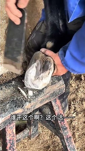 Wonderful donkey hoof trimming video #shorts