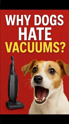 Why Dogs Hate Vacuums | The Real Reason Explained