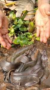 Amazing lots of jiol fishing video #fish #video #reels #jiol_fish | Only Fishing