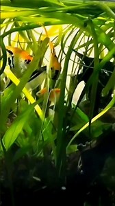 planted aquarium setup #aquarium #feeds