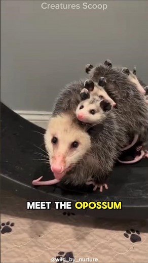 Nature’s Best Actor: The Opossum Trick