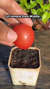 1.2M views · 7.7K reactions | Growing Tomato plant by Seed. #gardening #tips | Village Garden | Facebook