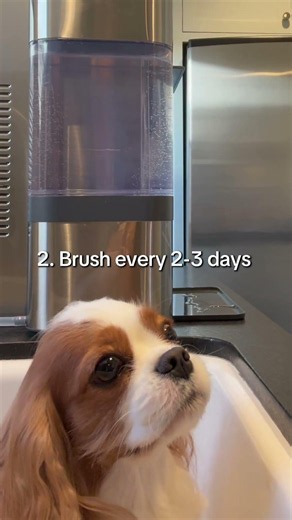 3 Ways to Groom a Cavalier