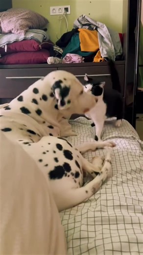 Fun dog and cat 🐈 🐕 #catsoftiktok #cat #funny #dog #kittensoftiktok