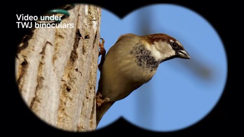 12x40 HD Binoculars for Adults and Kids High Powered, Clear Large View & Low Light Night Vision, Waterproof Binoculars for Hunting, Birds Watching, Cruise Ship, Theaters, Travel and Stargazing