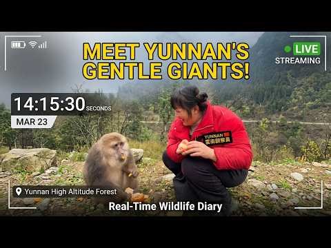 [MAR 23] Wildlife Observation: Meeting the "Mountain Giants" in Dujiangyan, Sichuan 🏔️🐒