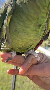 Rocky, the 50 year old red lored Amazon parrot, gets a nail trim and hemp oil foot/beak massage | Geckoemmy’s Pet Bird Education