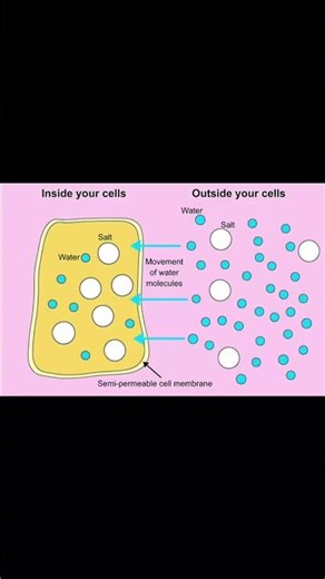 Difference between diffusion and osmosis (cell biology)