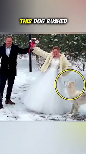 Bride Rescues Scared Dog on Wedding Day