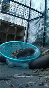 Watch this Little garden mouse on spinny disk