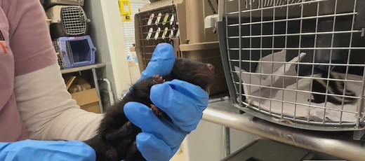 Austin Wildlife Rescue takes in 160 animals, many babies after storm