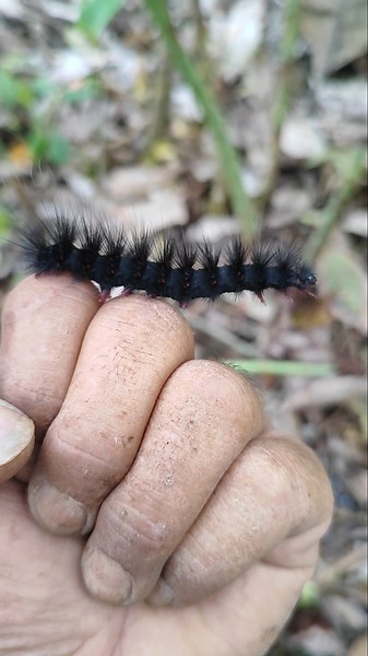 what's on your mind now?💖🐛💖#anyuniqueanimals #insects #caterpillar