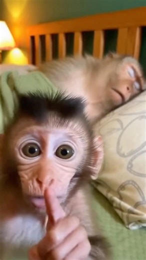 Mom thought it was the Grim Reaper 💀😭 #babymonkey #mom #funny #fyp #prank