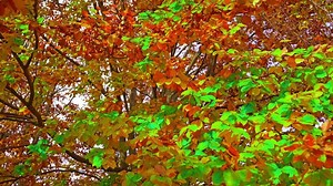Download Bushy tree with long branches and multicolored bright leaves for free