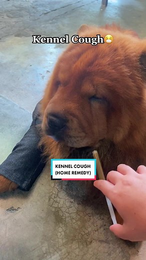 Kennel Cough Home Remedy for Dogs