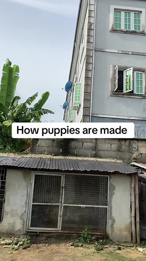 The Fascinating Process of Dog Mating Revealed