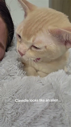 I dont know why but my kitty looks like an alien...