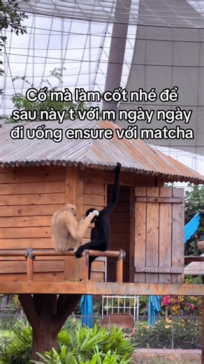 Hãy trải nghiệm ngay tại VinWonders Vũ Yên, vườn thú lớn nhất miền Bắc tại Đảo Vũ Yên, Hải Phòng #GreenCreator #dulich #TuhaoVietNam #VinWondersVuYen #HaiPhong