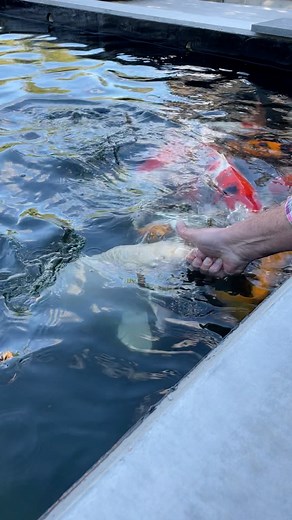 32K views · 369 reactions | Hand feeding the Koi Fish 朗 #koi #koifish #koipond #aquascape | The Koi Partner | Facebook
