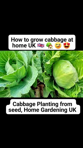 3.3K views · 42 reactions | How to grow cabbage at home  uk , planting cabbage from seed #cabbage #cabbagegrowing #cabbageseed | Home Gardening UK | Facebook