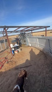 Casual 250 head this afternoon. 💪🏼 | Swisher Beef Co.