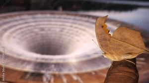 As a hand holds a large moth beneath a canopy of blurred led screen, it feels as though the universe itself slows down to honor the connection between the earthly and the ethereal.