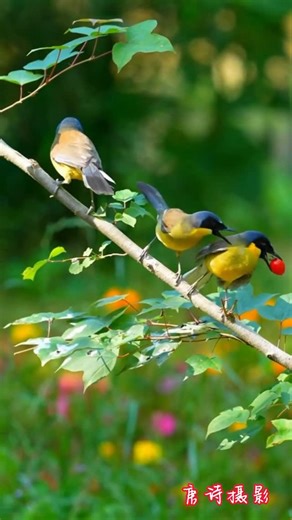 TravellingaroundChina on Instagram: "The Indigo-crowned Laughingthrush, also known as the Blue-crowned Laughingthrush, is a critically endangered bird species endemic to China and almost exclusively found in Wuyuan, Jiangxi Province​￼​. This bird is often referred to as the ”panda of birds“ due to its rarity and unique beauty​￼​."