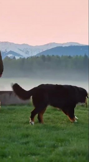 Bernese Mountain Dog: Guardian of the Swiss Alps
